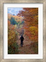 Mountain Biking on Old Logging Road, New Hampshire Fine Art Print