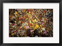 Fall Foliage on Forest Floor in White Mountains, New Hampshire Fine Art Print