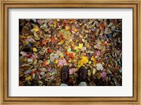 Fall Foliage on Forest Floor in White Mountains, New Hampshire Fine Art Print