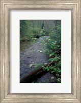 Hobblebush, Pemigewasset River, White Mountain National Forest, New Hampshire Fine Art Print