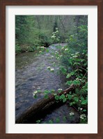Hobblebush, Pemigewasset River, White Mountain National Forest, New Hampshire Fine Art Print