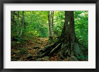 White Blaze Marks Appalachian Trail, White Mountains, New Hampshire Fine Art Print