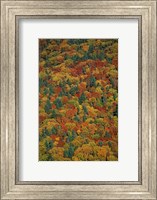 Fall Foliage on the Slopes of Mt Lafayette, White Mountains, New Hampshire Fine Art Print
