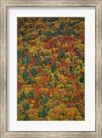 Fall Foliage on the Slopes of Mt Lafayette, White Mountains, New Hampshire Fine Art Print