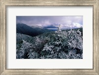 Snow Coats the Boreal Forest on Mt Lafayette, White Mountains, New Hampshire Fine Art Print