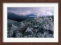 Snow Coats the Boreal Forest on Mt Lafayette, White Mountains, New Hampshire Fine Art Print