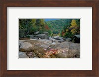 Fall Foliage, Appalachian Trail, White Mountains, New Hampshire Fine Art Print