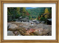 Fall Foliage, Appalachian Trail, White Mountains, New Hampshire Fine Art Print