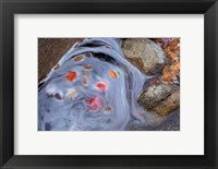 Leaves Swirl in Zealand Falls, Appalachian Trail, White Mountains, New Hampshire Fine Art Print