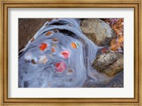 Leaves Swirl in Zealand Falls, Appalachian Trail, White Mountains, New Hampshire Fine Art Print