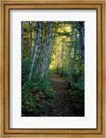 White Birch and Yellow Leaves in the White Mountains, New Hampshire Fine Art Print
