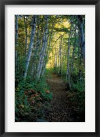 White Birch and Yellow Leaves in the White Mountains, New Hampshire Fine Art Print