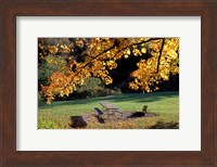 Fall Foliage on Cohos Trail, Zealand Campground, Twin Mountain, New Hampshire Fine Art Print