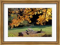 Fall Foliage on Cohos Trail, Zealand Campground, Twin Mountain, New Hampshire Fine Art Print
