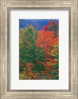 Northern Hardwood Forest, New Hampshire Fine Art Print