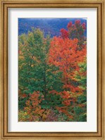 Northern Hardwood Forest, New Hampshire Fine Art Print