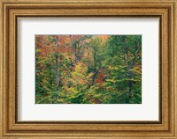 Fall in Northern Hardwood Forest, New Hampshire Fine Art Print