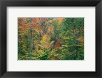 Fall in Northern Hardwood Forest, New Hampshire Fine Art Print