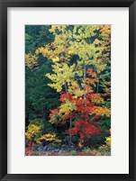 Lower Falls, Swift River, Big Tooth Aspen, White Mountains, New Hampshire Fine Art Print