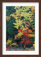Lower Falls, Swift River, Big Tooth Aspen, White Mountains, New Hampshire Fine Art Print