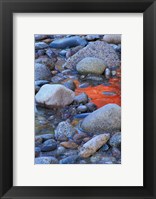 Fall Colors Reflect in Saco River, New Hampshire Fine Art Print