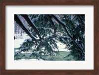Snow and Eastern Hemlock, New Hampshire Fine Art Print