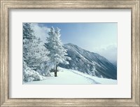 Snow Covered Trees and Snowshoe Tracks, White Mountain National Forest, New Hampshire Fine Art Print