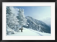 Snow Covered Trees and Snowshoe Tracks, White Mountain National Forest, New Hampshire Fine Art Print