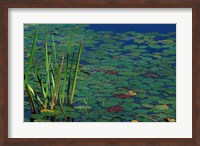 Pond Water Lilies, Brookline, New Hampshire Fine Art Print