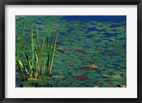Pond Water Lilies, Brookline, New Hampshire Fine Art Print