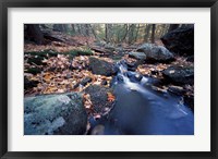 Great Brook Trail in Late Fall, New Hampshire Fine Art Print
