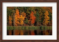 Wetlands in Fall, Peverly Pond, New Hampshire Fine Art Print