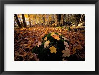 Sugar Maple Leaves on Mossy Rock, Nature Conservancy's Great Bay Properties, New Hampshire Fine Art Print