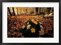 Sugar Maple Leaves on Mossy Rock, Nature Conservancy's Great Bay Properties, New Hampshire Fine Art Print