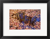 Fall Leaves and Reflections, Nature Conservancy Land Along Crommett Creek, New Hampshire Fine Art Print