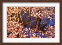 Fall Leaves and Reflections, Nature Conservancy Land Along Crommett Creek, New Hampshire Fine Art Print