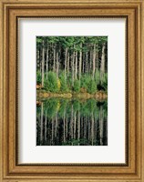 Eastern White Pines in Meadow Lake, Headwaters to the Lamprey River, New Hampshire Fine Art Print