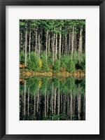 Eastern White Pines in Meadow Lake, Headwaters to the Lamprey River, New Hampshire Fine Art Print