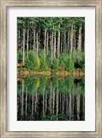 Eastern White Pines in Meadow Lake, Headwaters to the Lamprey River, New Hampshire Fine Art Print