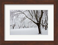 Snow-Covered Maple Trees in Odiorne Point State Park in Rye, New Hampshire Fine Art Print