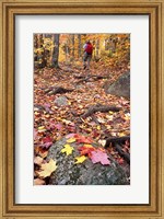 Hiking Sugarloaf Trail, White Mountain National Forest, Twin Mountain, New Hampshire Fine Art Print