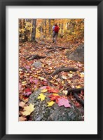 Hiking Sugarloaf Trail, White Mountain National Forest, Twin Mountain, New Hampshire Fine Art Print