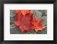 Sugar Maple Foliage in Fall, Rye, New Hampshire Fine Art Print