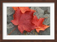 Sugar Maple Foliage in Fall, Rye, New Hampshire Fine Art Print