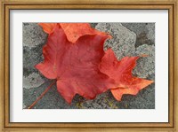 Sugar Maple Foliage in Fall, Rye, New Hampshire Fine Art Print