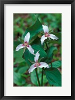 Painted Trillium, Waterville Valley, White Mountain National Forest, New Hampshire Fine Art Print