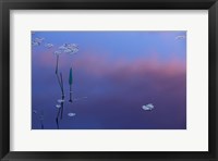Pickerelweed, Lily Pads and Reflections in Trout Pond, Freedom, New Hampshire Fine Art Print