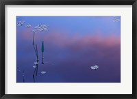 Pickerelweed, Lily Pads and Reflections in Trout Pond, Freedom, New Hampshire Fine Art Print
