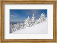 Snowy Trees on the Slopes of Mount Cardigan, Canaan, New Hampshire Fine Art Print
