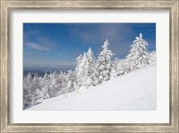 Snowy Trees on the Slopes of Mount Cardigan, Canaan, New Hampshire Fine Art Print